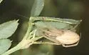 Larinia borealis - photo 2