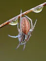 Larinia borealis - photo 3