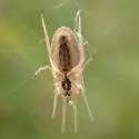 Larinia borealis - photo 4
