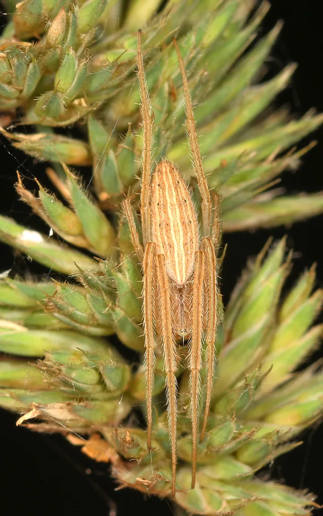 Larinia directa - photo 2