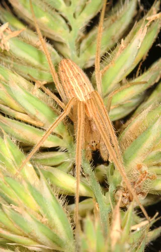 Larinia directa - photo 6