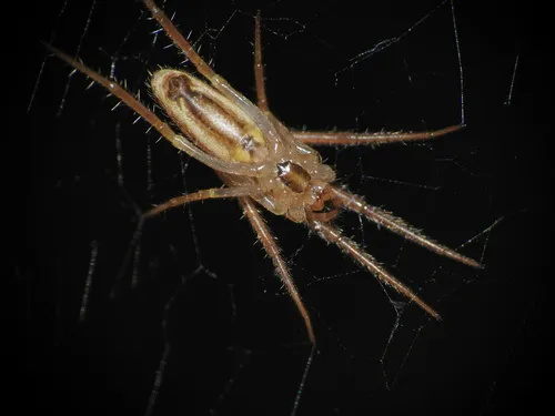 Larinia directa - photo 7