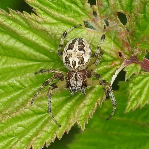 Larinioides cornutus - photo 2