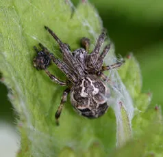 Larinioides cornutus - photo 3