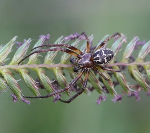 Larinioides cornutus - photo 4