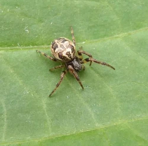 Larinioides cornutus - photo 7