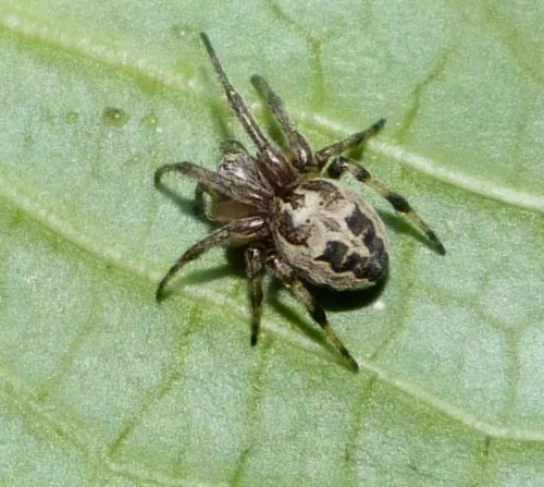 Larinioides cornutus - photo 8