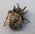 Larinioides patagiatus