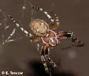Larinioides patagiatus - photo 2