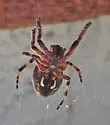 Larinioides patagiatus - photo 4