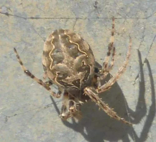 Larinioides sclopetarius