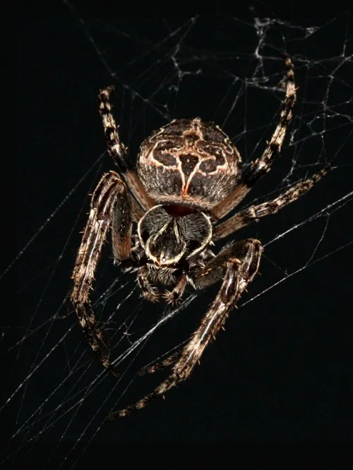 Larinioides sclopetarius - photo 2