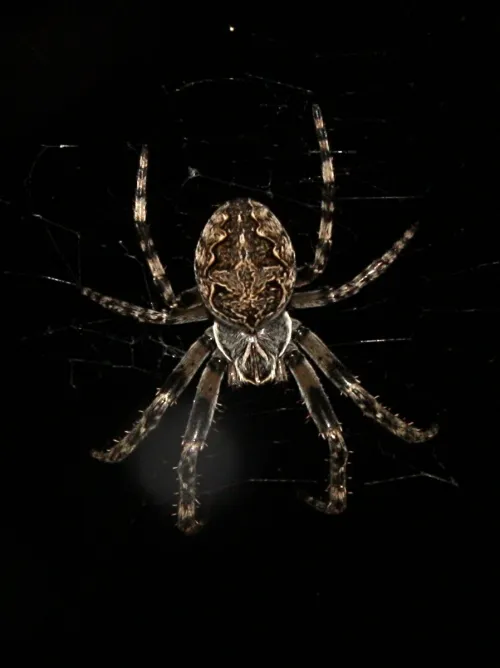 Larinioides sclopetarius - photo 3