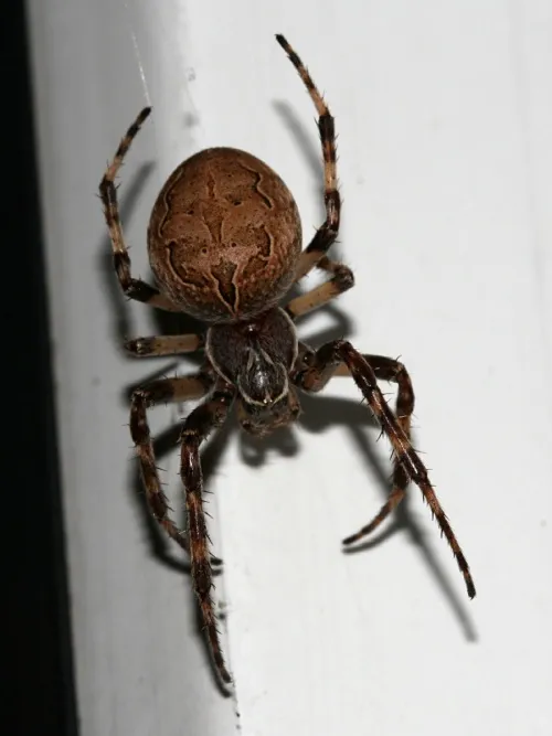Larinioides sclopetarius - photo 4