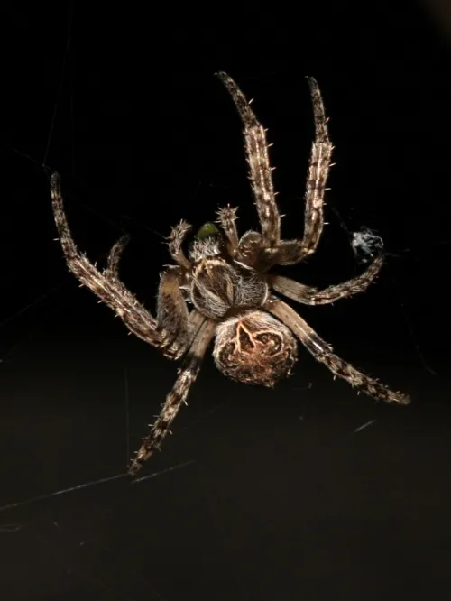 Larinioides sclopetarius - photo 5