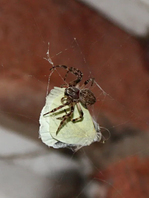 Larinioides sclopetarius - photo 6