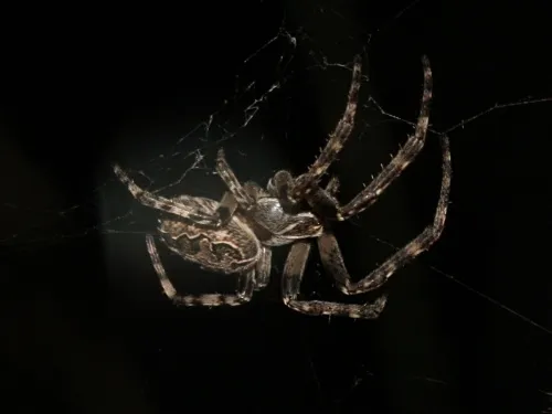 Larinioides sclopetarius - photo 8