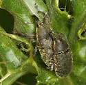 Canada Thistle Bud Weevil
