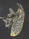 Canada Thistle Bud Weevil - photo 2