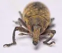 Canada Thistle Bud Weevil - photo 3
