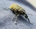 Canada Thistle Bud Weevil - photo 4