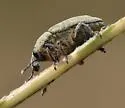 Seedhead Weevil - Larinus minutus