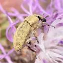 Seedhead Weevil - photo 2