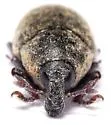 Seedhead Weevil - photo 4
