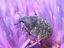 Knapweed Seedhead Weevil