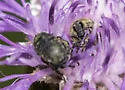 Knapweed Seedhead Weevil - photo 2