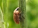 Knapweed Seedhead Weevil - photo 3