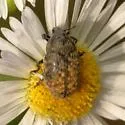 Knapweed Seedhead Weevil - photo 4