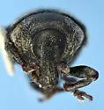 Knapweed Seedhead Weevil - photo 5