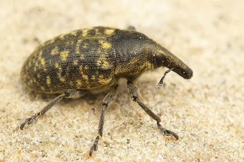 Larinus turbinatus