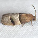 Larisa's Tortrix - Hodges#3423 - photo 2