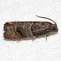 Larisa's Tortrix - Hodges#3423 - photo 3