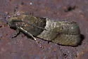 Larisa's Tortrix - Hodges#3423 - photo 4