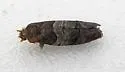 Larisa's Tortrix - Hodges#3423 - photo 5