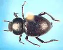 Lariversius tibialis - Lariversius tibialis