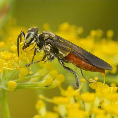 Larra bicolor - photo 2