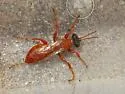 Larropsis chilopsidis