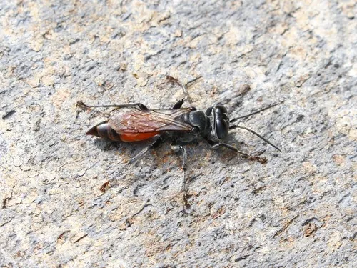 Larropsis (Ancistromma) distincta