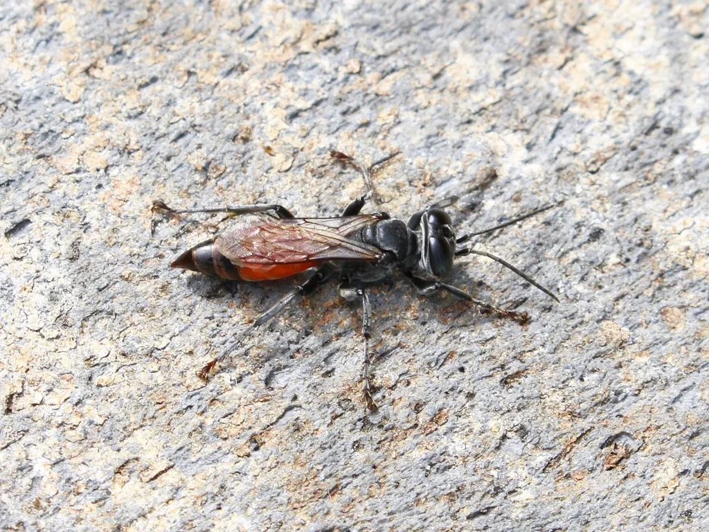 Larropsis (Ancistromma) distincta - photo 2