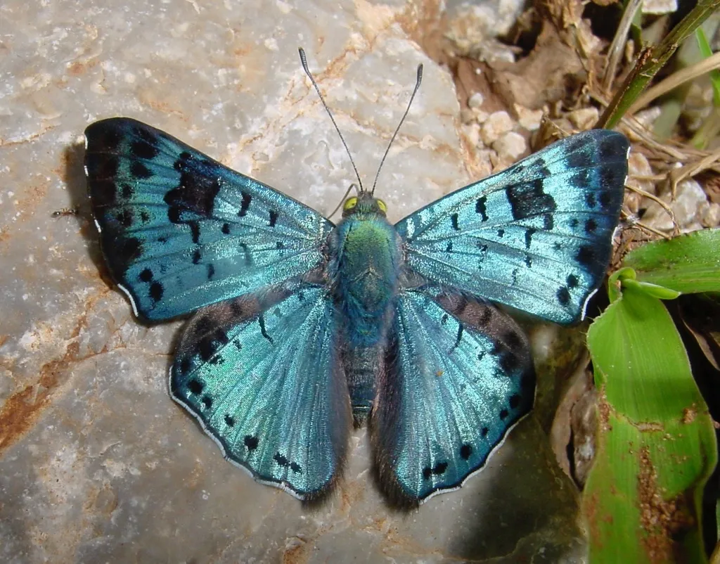 black-patch bluemark - photo 2
