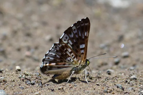 black-patch bluemark - photo 5