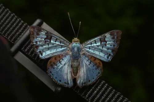 black-patch bluemark - photo 8
