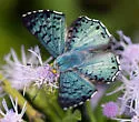 Blue Metalmark - Hodges#4397