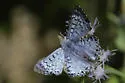 Blue Metalmark - Hodges#4397 - photo 2