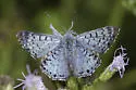 Blue Metalmark - Hodges#4397 - photo 3