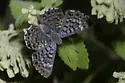 Blue Metalmark - Hodges#4397 - photo 4